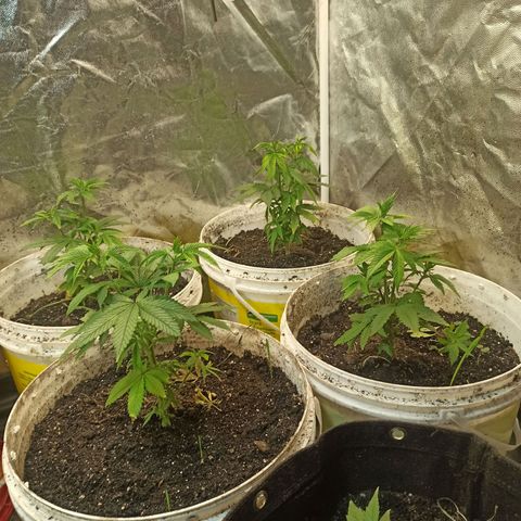 Banana Blaze growlog timeline photo
