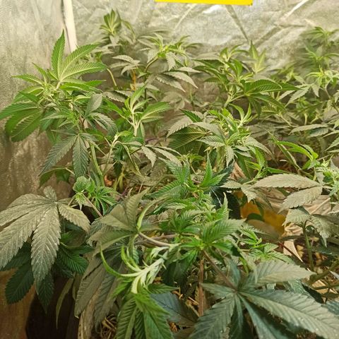 Banana Blaze growlog timeline photo