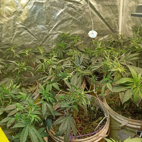 Banana Blaze growlog timeline photo