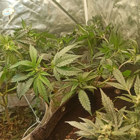 Banana Blaze growlog timeline photo