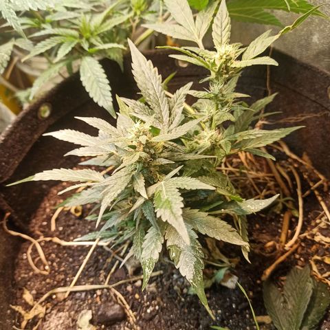 24K Tangie growlog photo: Há bugada floriu do nada acho q auto