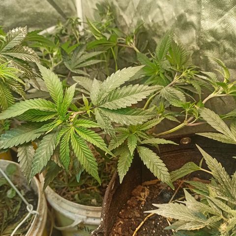 24K Tangie growlog photo: Há outra 24 k