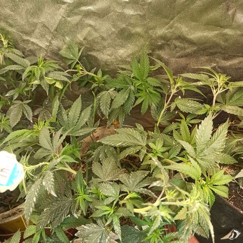 24K Tangie growlog timeline photo
