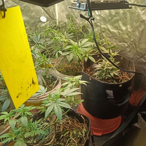 24K Tangie growlog timeline photo