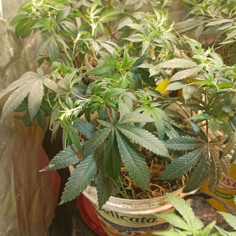 Lemon Merengue growlog timeline photo