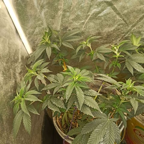 Banana Blaze growlog timeline photo