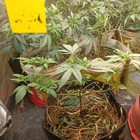 Jack 47 growlog timeline photo