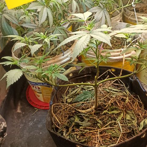 Jack 47 growlog timeline photo