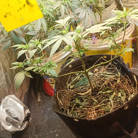 Jack 47 growlog photo: Há q ta mais atrasada 