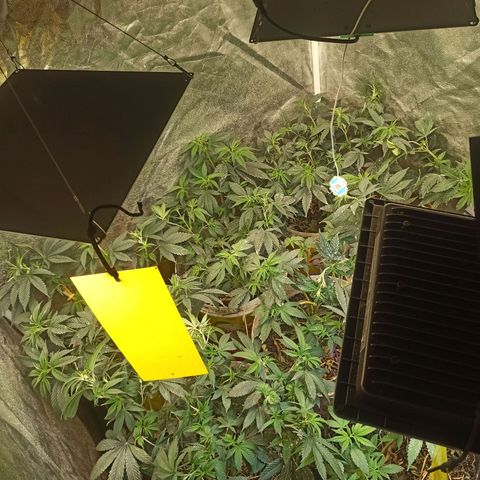 Banana Blaze growlog timeline photo