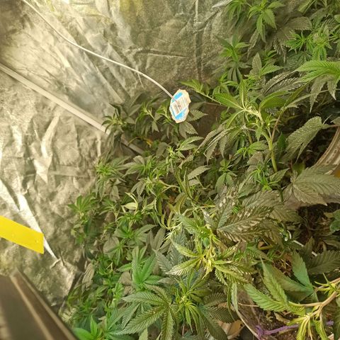 Banana Blaze growlog timeline photo