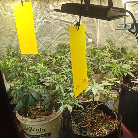 Banana Blaze growlog photo: Marcha... 
