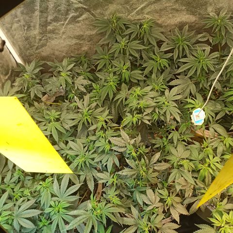 Banana Blaze growlog photo: Mar verde