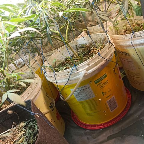 Banana Blaze growlog timeline photo