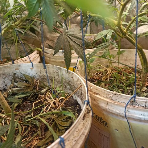 Banana Blaze growlog timeline photo