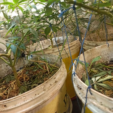 Banana Blaze growlog timeline photo