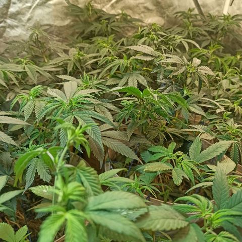 Banana Blaze growlog timeline photo
