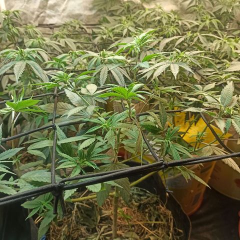 Banana Blaze growlog photo: Scrog