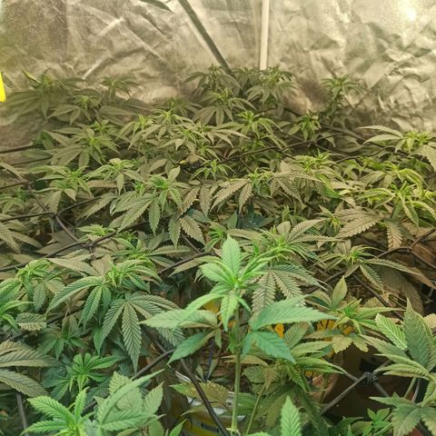 Banana Blaze growlog timeline photo