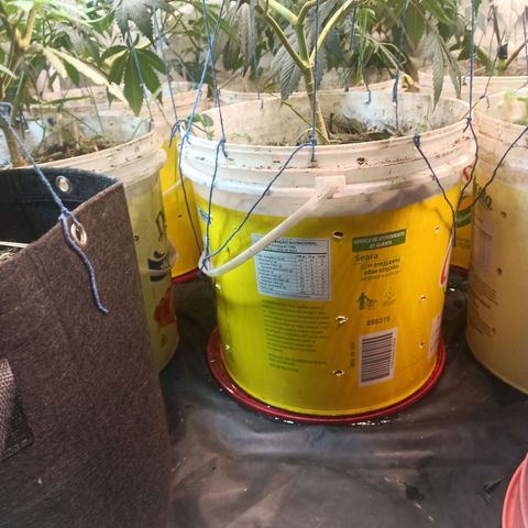 Banana Blaze growlog timeline photo