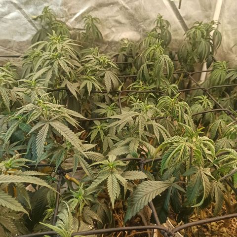Banana Blaze growlog photo: Deu ruim meu pessoal foi regar  água tinha sal.. Agora tenta recuperar ...mmarcha