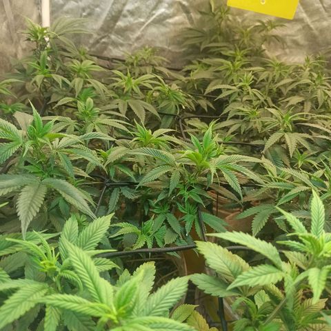 Banana Blaze growlog photo: Recuperando bem