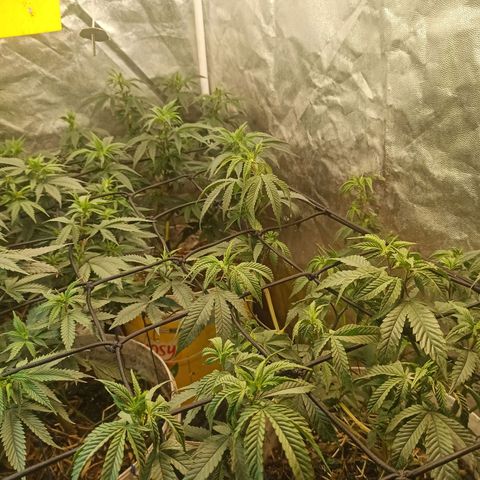Banana Blaze growlog timeline photo