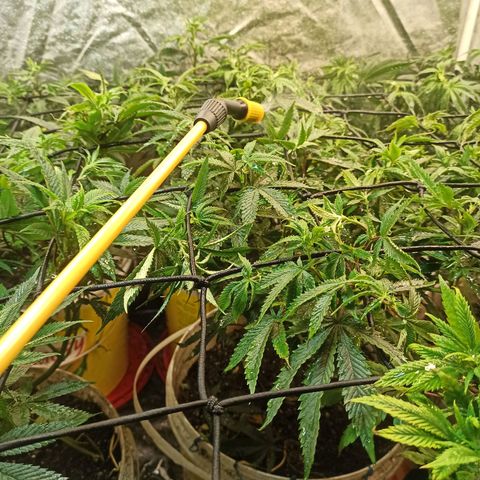 Banana Blaze growlog photo: Rega foliar