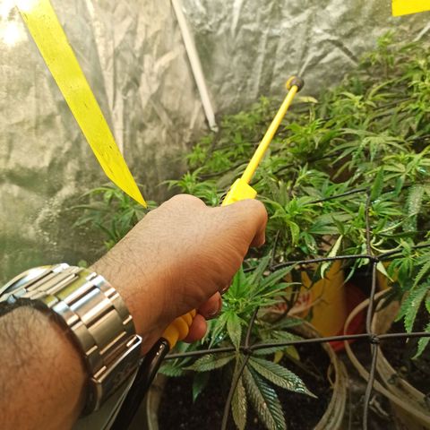 Banana Blaze growlog timeline photo