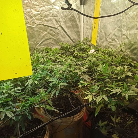 Banana Blaze growlog timeline photo