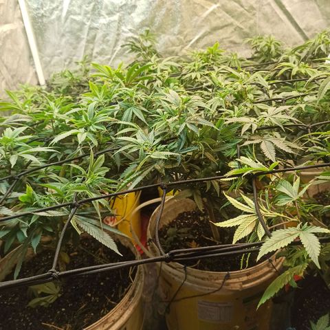 Banana Blaze growlog photo: Lo logo  12/12