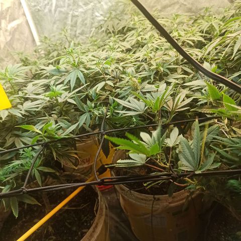 Banana Blaze growlog timeline photo