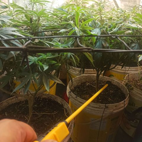 Banana Blaze growlog timeline photo