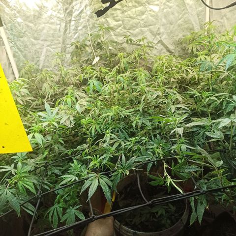 Banana Blaze growlog photo: Pré flora