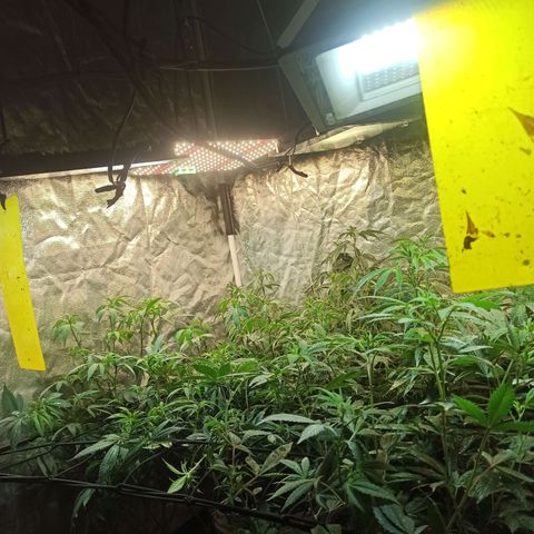 Banana Blaze growlog timeline photo