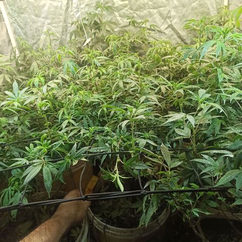 Banana Blaze growlog timeline photo