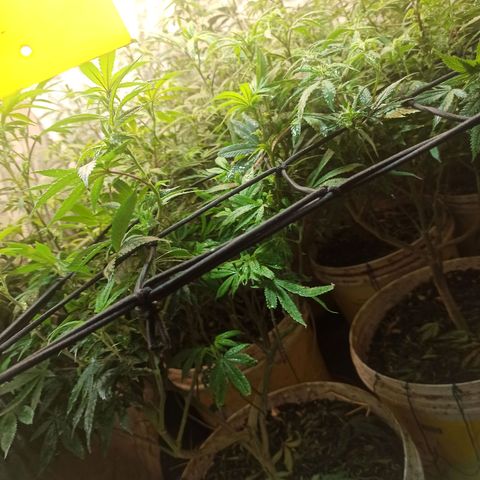 Banana Blaze growlog timeline photo