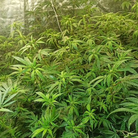 Banana Blaze growlog timeline photo