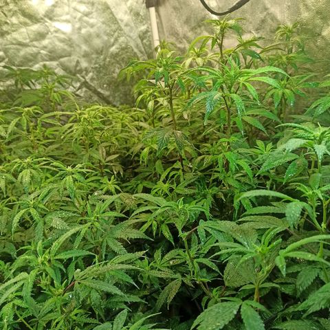 Banana Blaze growlog timeline photo