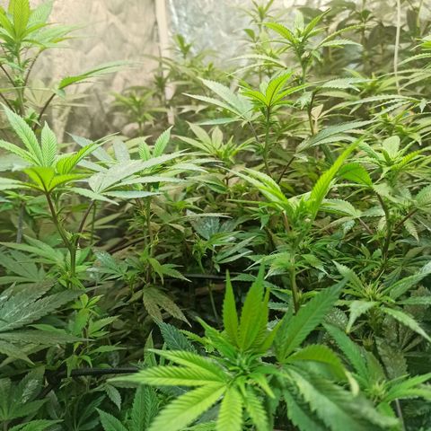 Banana Blaze growlog timeline photo