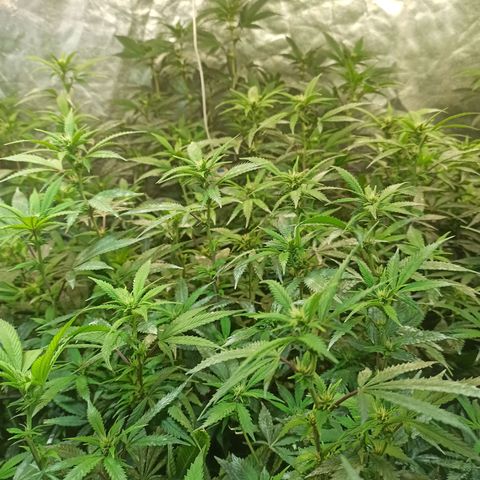 Banana Blaze growlog timeline photo