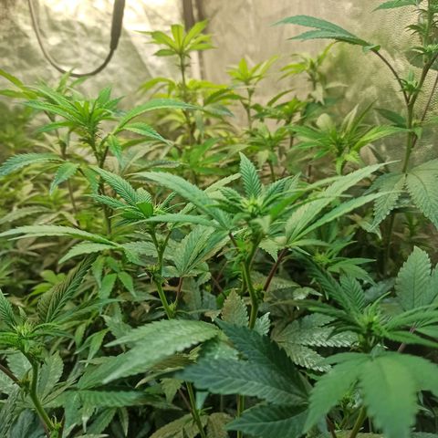 Banana Blaze growlog timeline photo