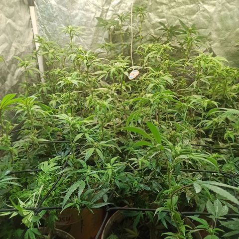 Banana Blaze growlog photo: Há última desfoliacao