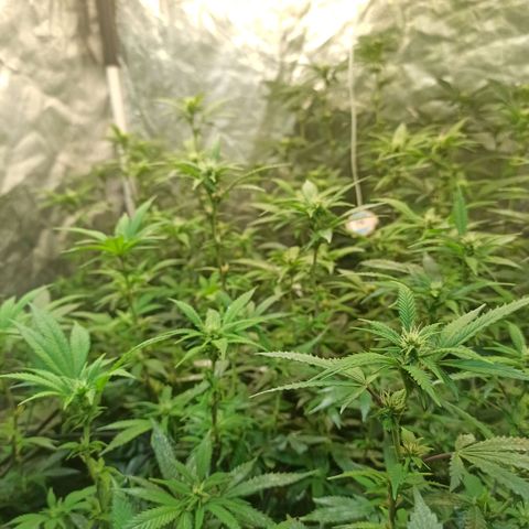 Banana Blaze growlog timeline photo