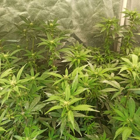 Banana Blaze growlog timeline photo