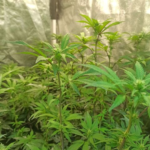 Banana Blaze growlog timeline photo
