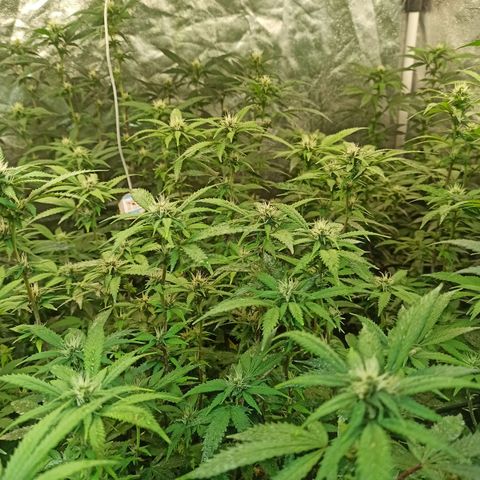 Banana Blaze growlog timeline photo