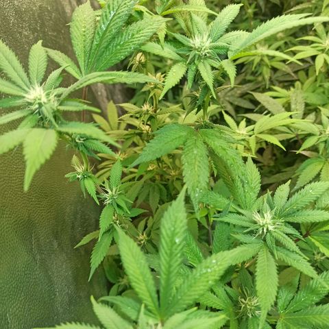 Banana Blaze growlog timeline photo