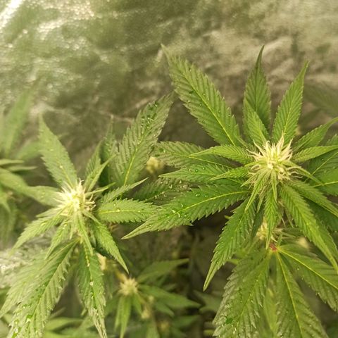 Banana Blaze growlog timeline photo