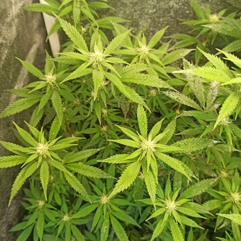 Banana Blaze growlog timeline photo